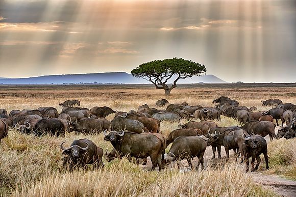 Tansania und Kenia - Safaritour 