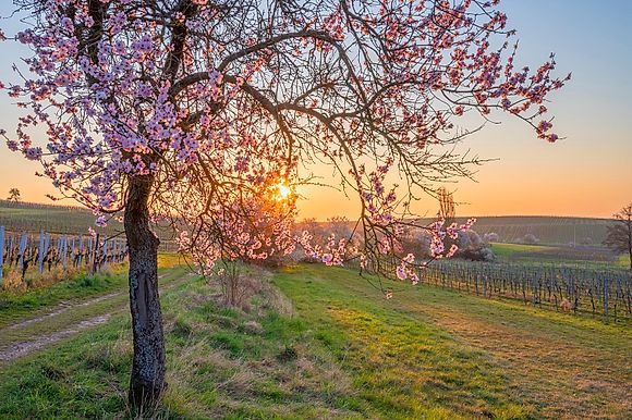 Mandelblüte in der Pfalz - ein schöner Wochenendausflug 