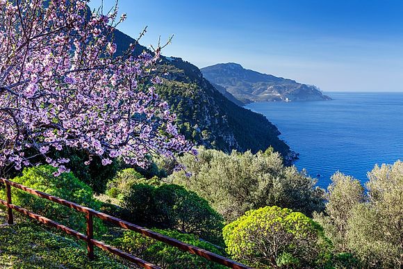 Mandelblüte auf Mallorca - von Ende Januar bis Anfang März 
