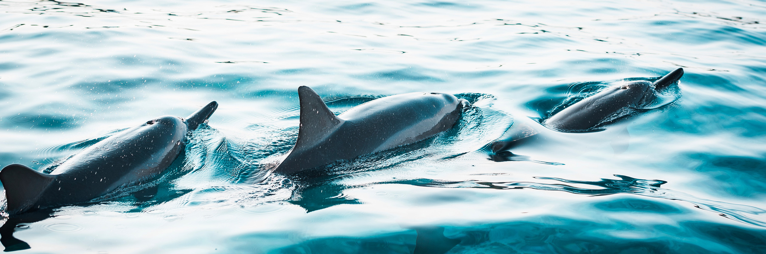 20726460 | USA/Hawaii, Big Island, Dolphins (Stenella longirostris) | © Kenny Scholz/HUBER IMAGES