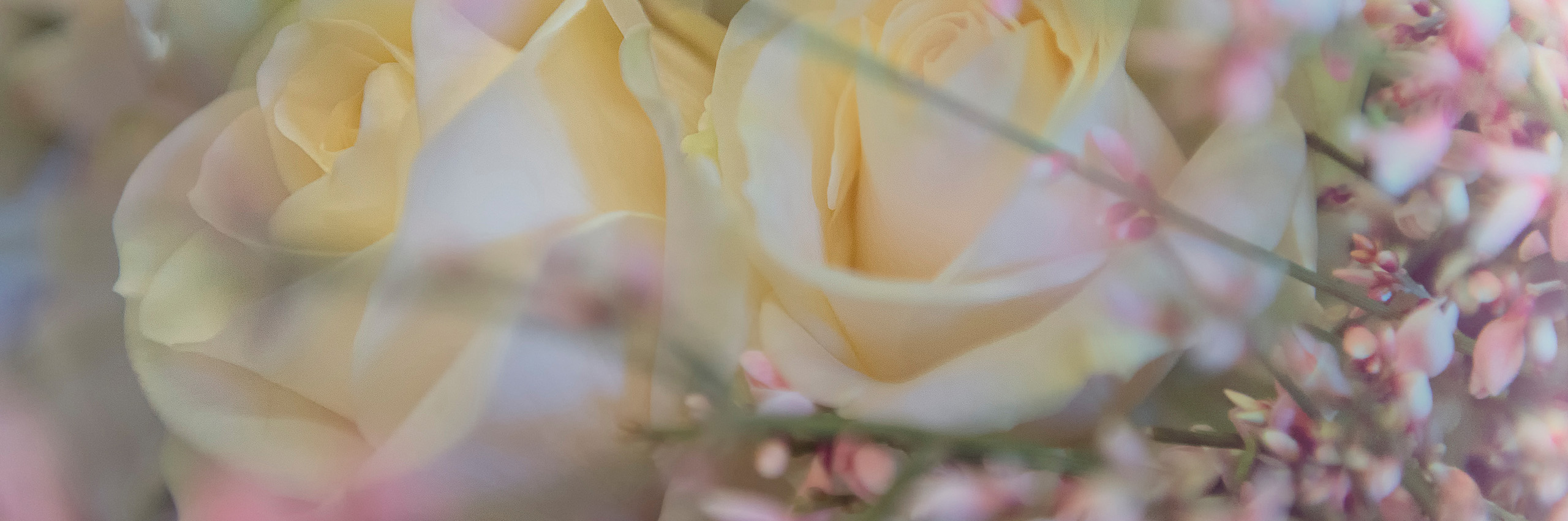 41268426 | Bouquet with white roses | © Heidi Bollich/HUBER IMAGES